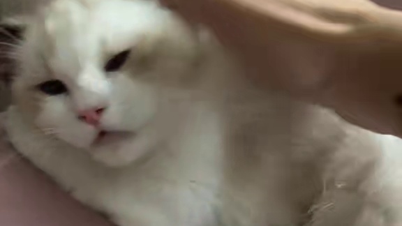 我现在要讲一个被上忍3三比零的故事了，今天无颜面对各位义父，明天见吧#火影忍者手游