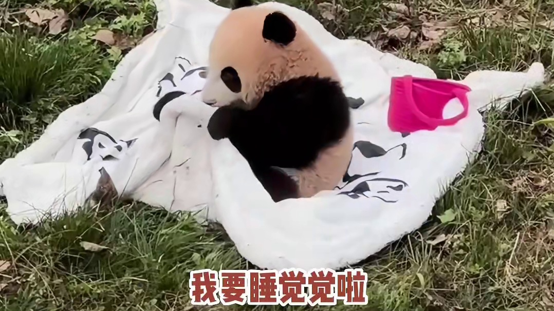 熊猫自己盖被子，把我的小熊猫还给我