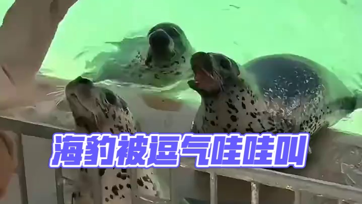 你见过海豹骂人吗？ 游客拿鱼逗海豹，把人家气得哇哇叫