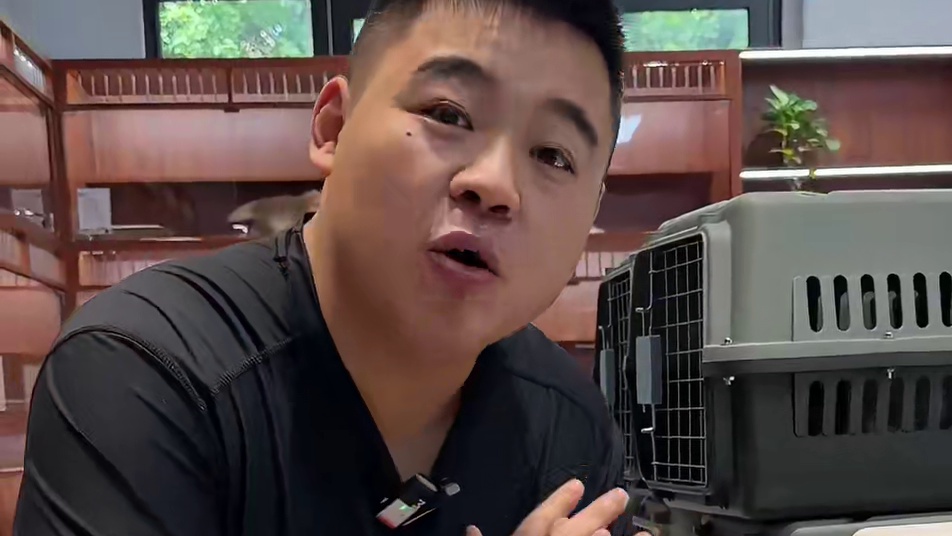 二十多只猫咪开箱#壮实说猫 #黑白拿破仑