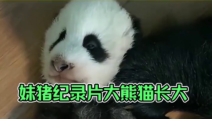谁懂 看着看着就从小鼻嘎一下子长大了#我是妹猪请多关照 #大熊猫