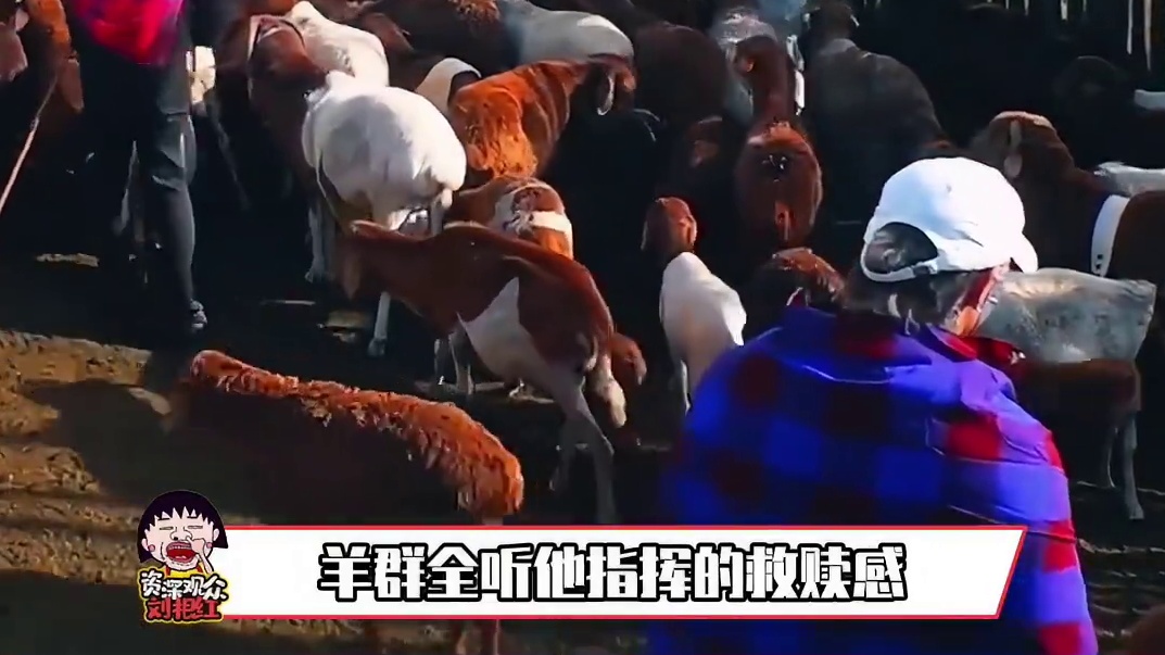 黄子韬半夜醒来：这个羊群没我得散！#小伙小妹换游记 #黄子韬 #徐艺洋