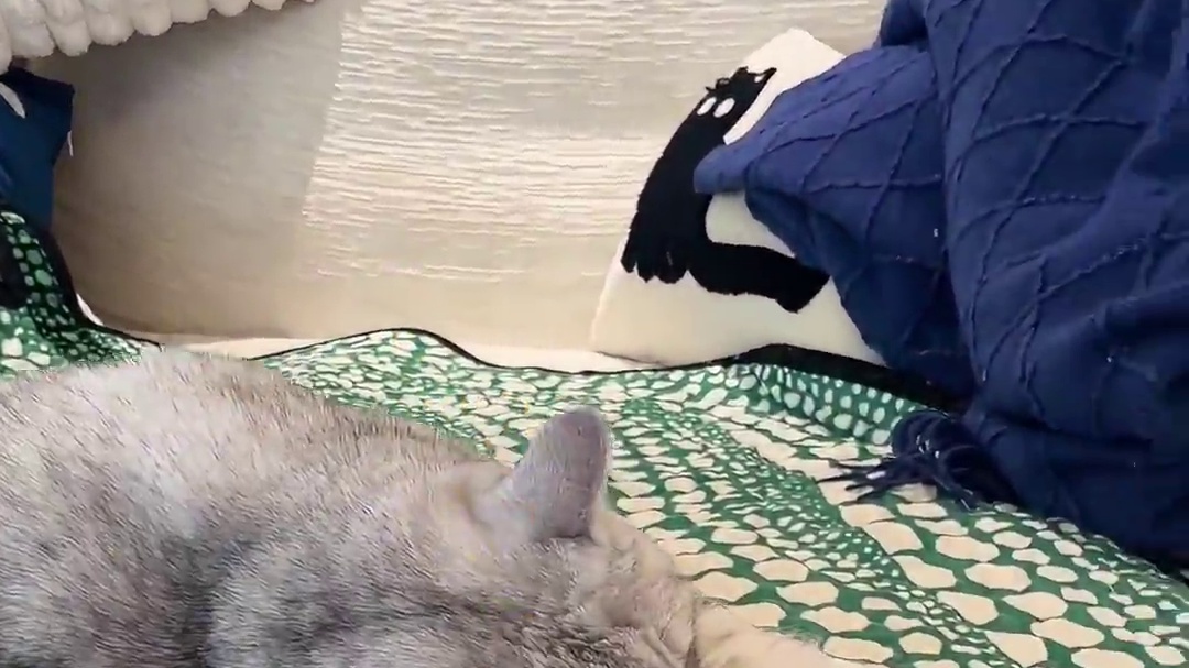 千万不要随便藏猫的蛋蛋···· #小米Pro健康风#小米科技清凉季#米家空调Pro#万物可爱计划