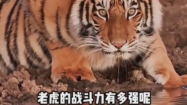 老虎的战斗力有多强呢