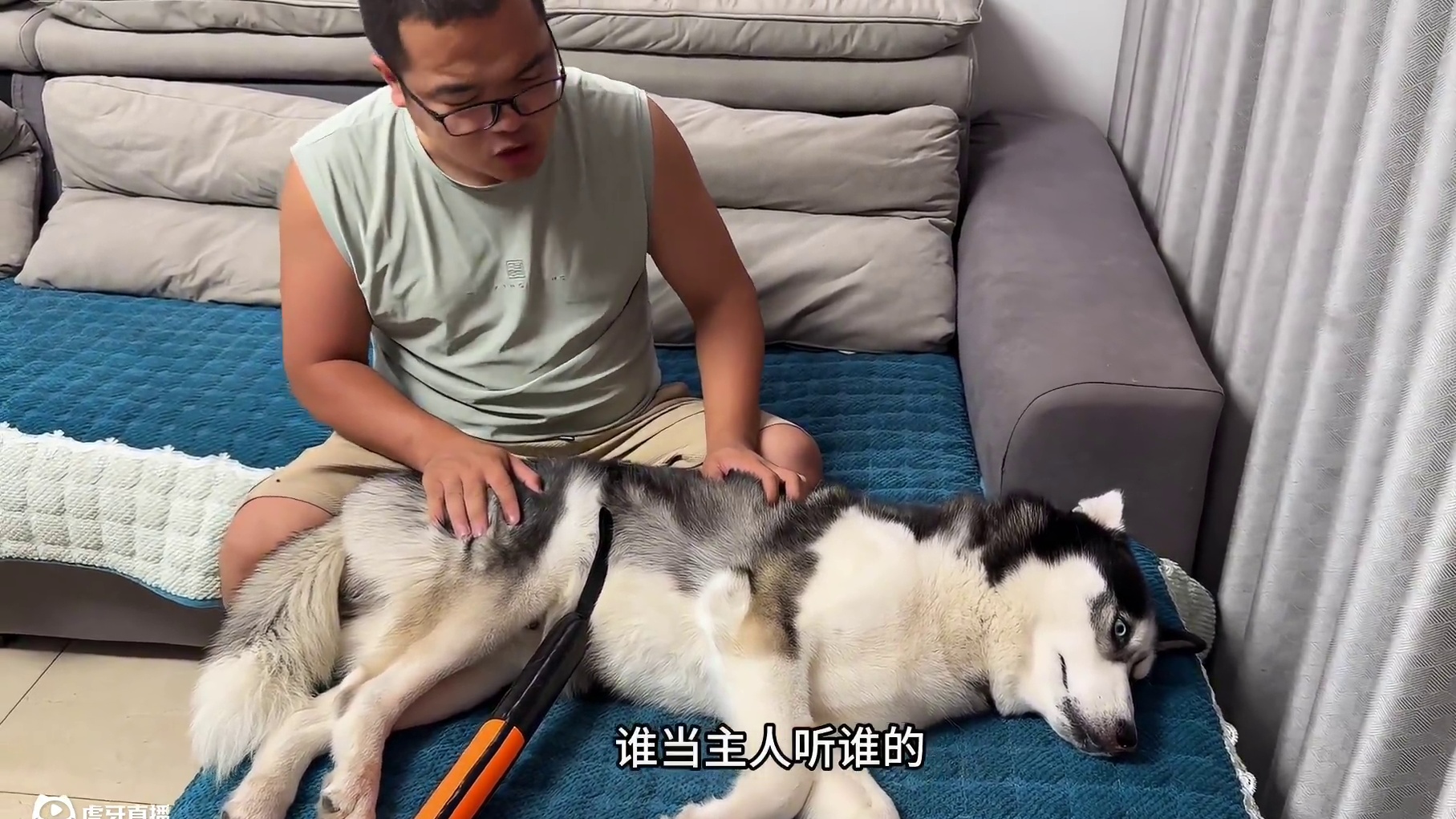 狗狗误伤小主人被主人教训，一顿胖揍后居然把狗狗气哭了 #二哈 #哈士奇 #萌宠出道计划 #神奇动物在