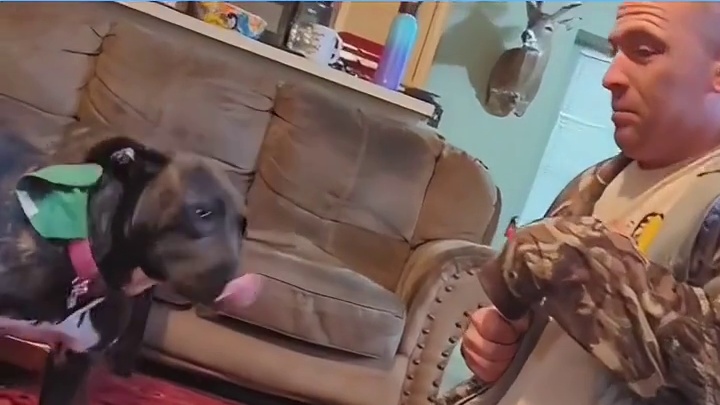 狗：我不是人，但你是真的狗