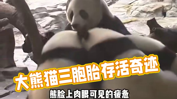 萌萌：只有强者才能当我的孩子 #我是妹猪请多关照 #大熊猫萌帅酷 #大熊猫妹猪 #广州长隆野生动物园