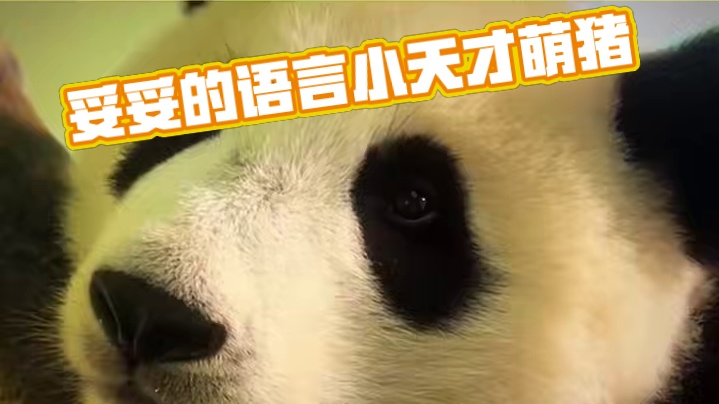 这不就是妥妥的“语言小天才”吗#我是妹猪请多关照 #大熊猫 #妹猪 #长隆野生动物世界