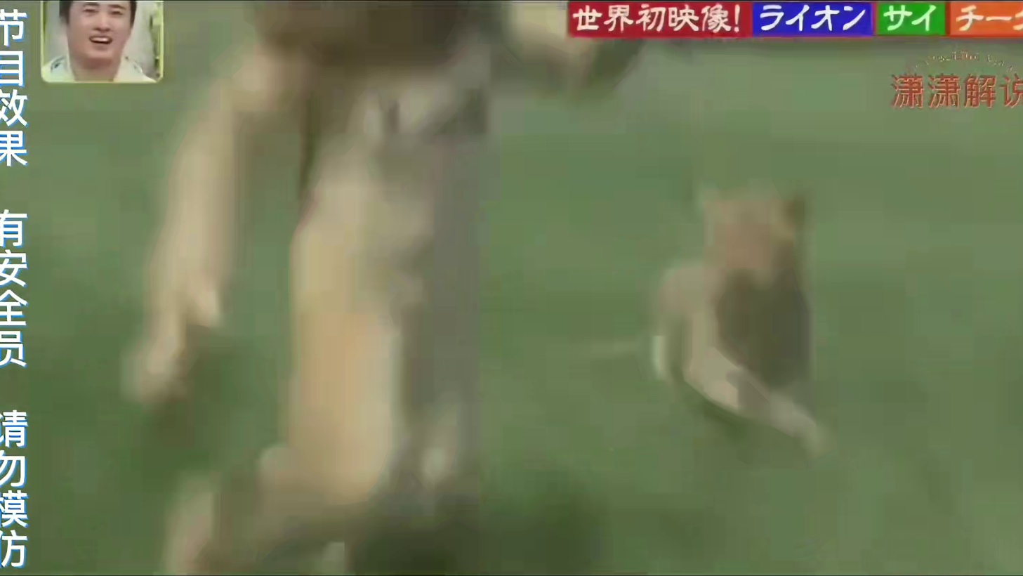 老虎都碰了。也不在意碰碰狮子了