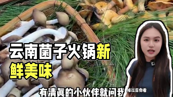 昆明呈贡也是找到了清真菌子店了！#好好吃饭大赛 #有一种生活叫云南 #云南菌子火锅 #清真