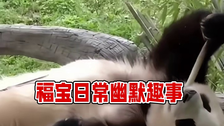 福宝演绎留子归国后日常