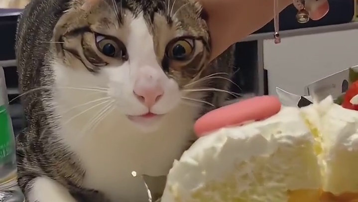 大胖猫有点心眼子都用在吃饭上了