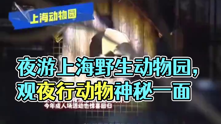 逛过晚上动物园吗？来上海野生动物园夜游吧！