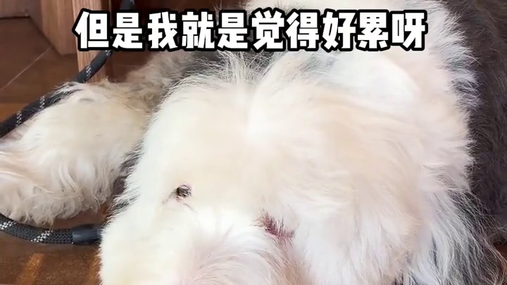 好累呀，今天什么也没干但就是好累…#古牧 #抖in萌宠计划 #宠宠超能力 #狗狗的日常