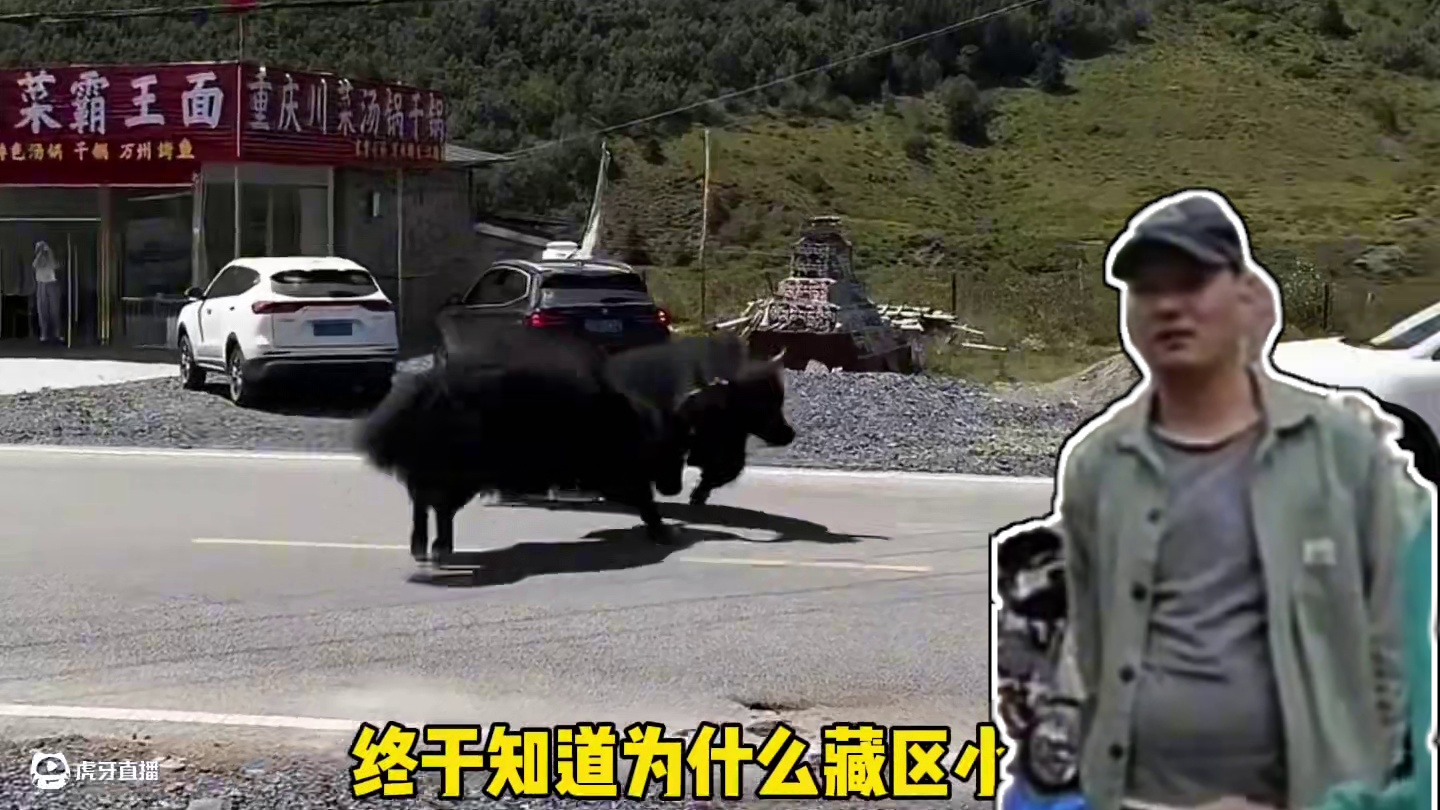 终于知道牧民为什么喜欢用牦牛换车了…#牦牛 #汽车