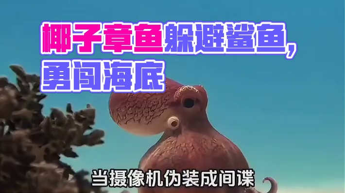 椰子章鱼和人机章鱼天下第一好