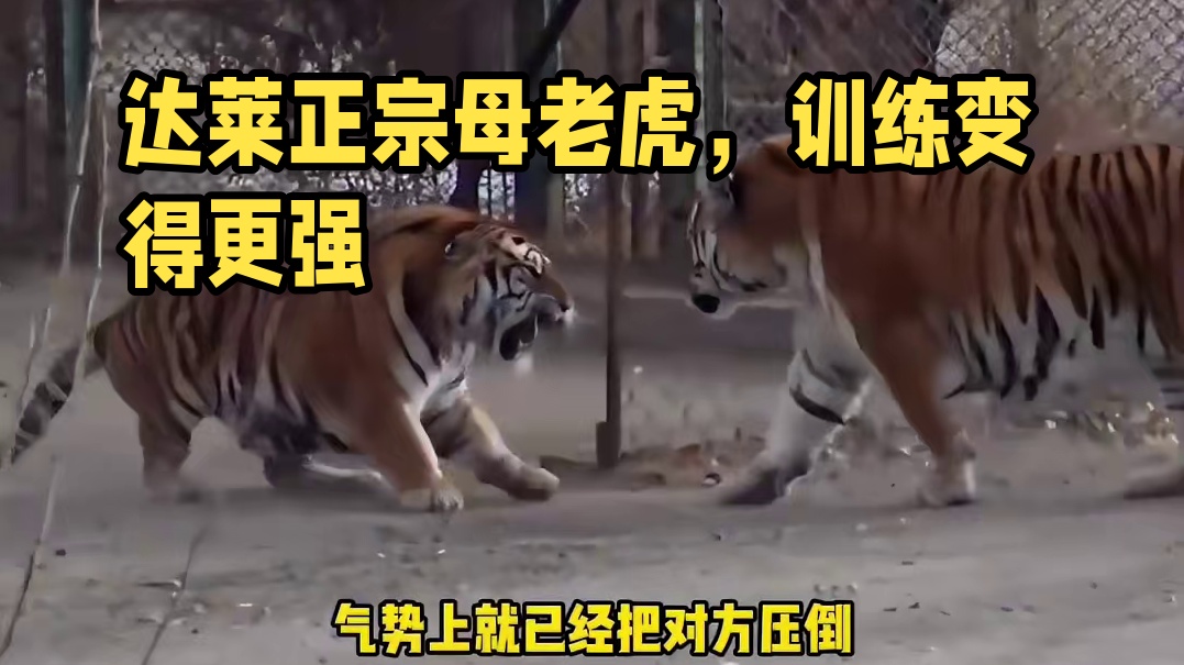 达莱让你们见识什么叫做正宗东北母老虎
