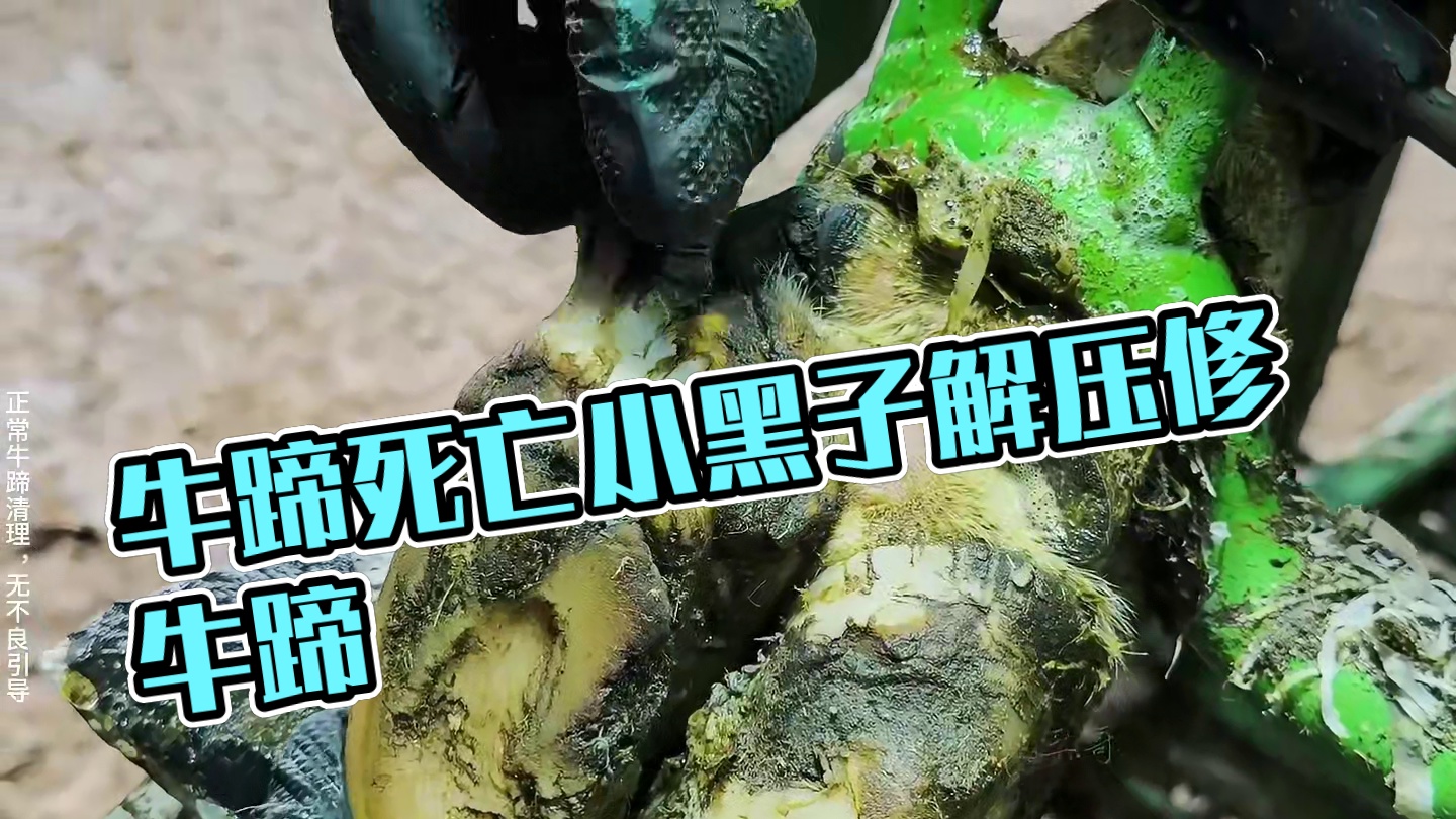 手指就这样漱起了牛蹄，究其原因竟是牛蹄上的死亡小黑子 #解压 #助眠 #修牛蹄 #强迫症 #极度舒适