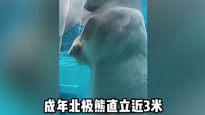 北极熊真能碾压东北虎