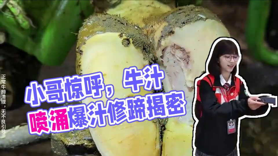 厚礼谢，随着小哥的一声惊呼，牛汁就喷涌而出，有爆浆有后续 #解压 #助眠 #修牛蹄 #强迫症 #极度