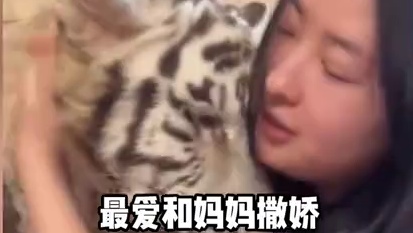 这绝对是全网两大猛虎 #猛虎 #奶豆 #宫百万 #凶兽