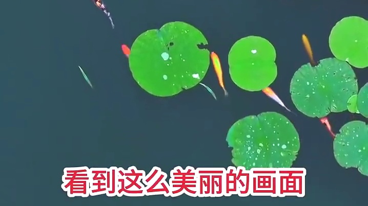 诗句“鱼戏莲叶间”彻底具象化了