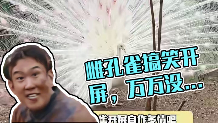 雌孔雀：老冷了，上一边扇去！！！ #孔雀开屏 #搞笑 #万万没想到