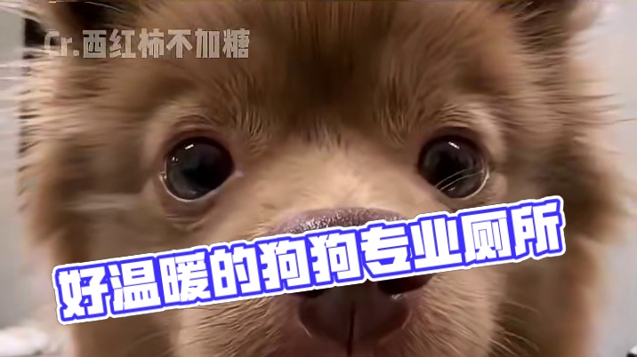 好温暖的小角落 我支持全国推广#小狗是人类最好的朋友 #狗狗厕所 #动物是人类的朋友 #小狗 #公共