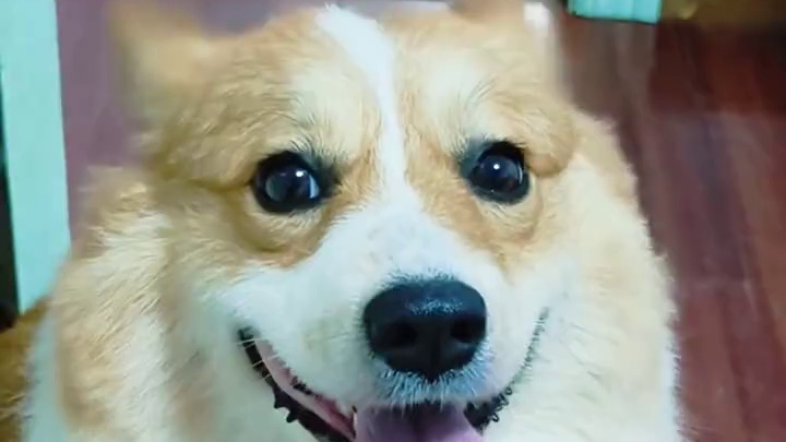 姨姨们，其实我现实中很可爱的，承认吧！#柯基视频 #长毛柯基#萌宠出道计划