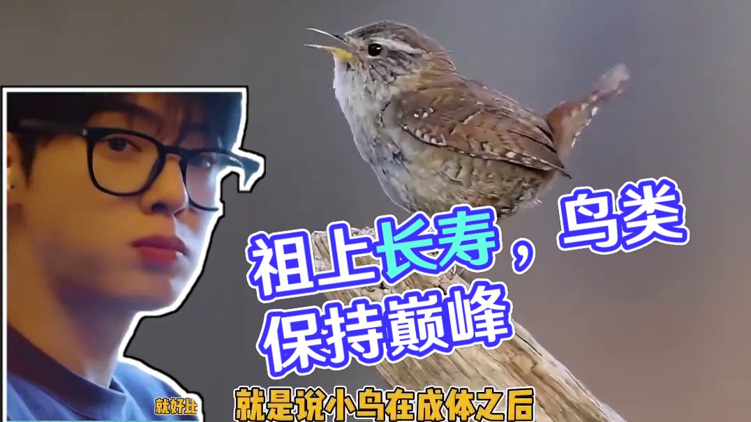 祖上阔过的就是不一样 #鸟类#冷知识#娱乐评论大赏