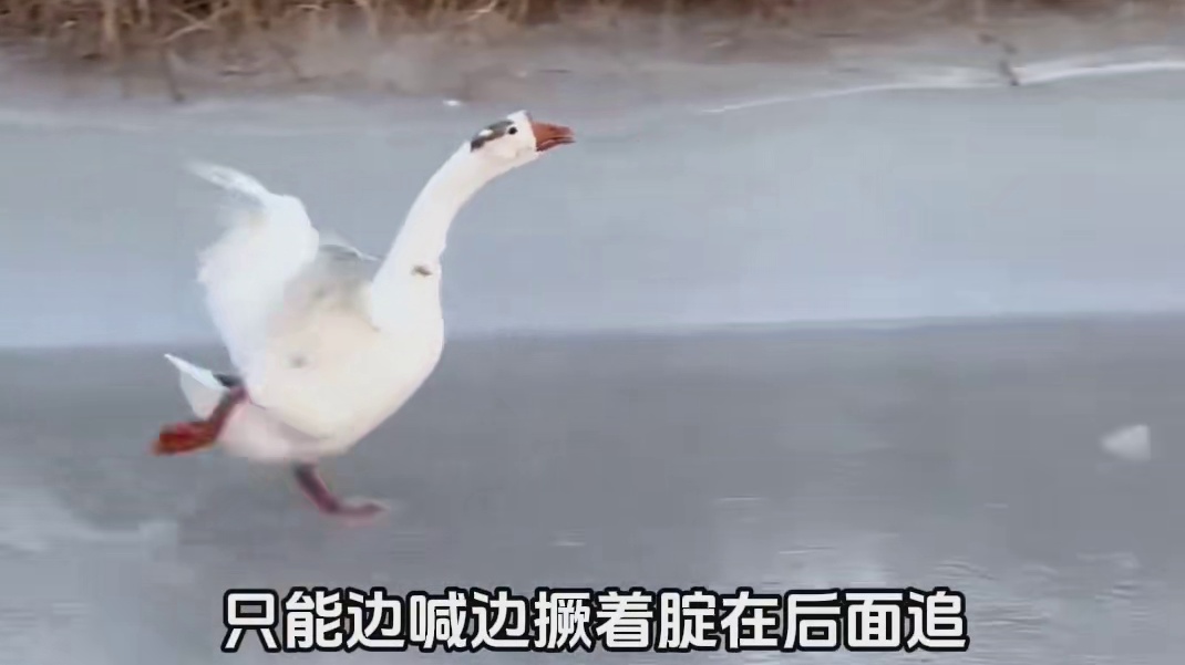 一群大鹅往南飞，一只大鹅撅腚追