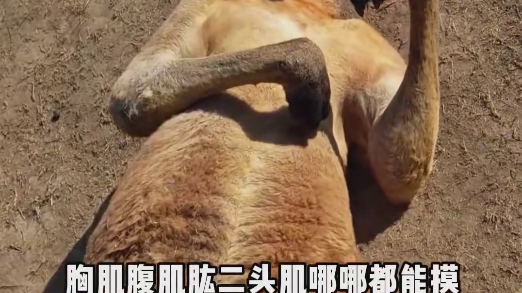 刚子：别告诉别人我在做这个