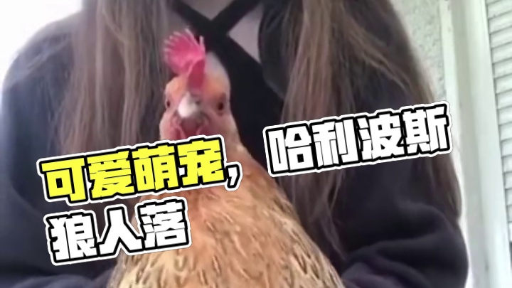 这么可爱的萌宠你们有几个 #网易狼人杀 #探索世界萌宠出发 #狼人杀星赏金计划 #这个游戏很好玩