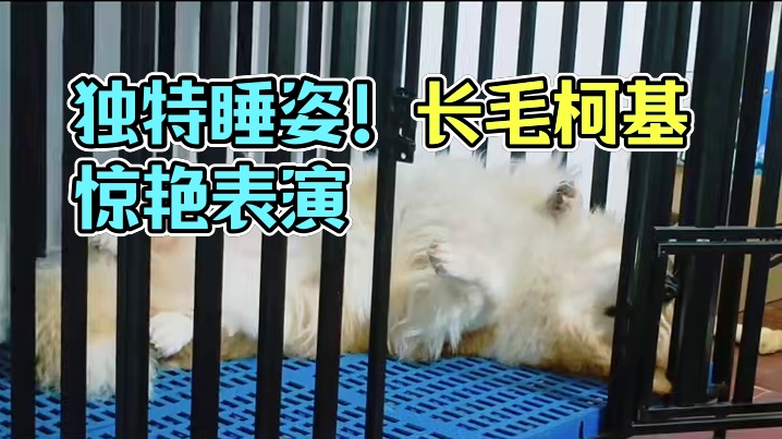 我想问:这样睡累不累？独特的睡觉姿势！#记录萌宠日常 #dou+上热门 #萌宠出道计划 #长毛柯基