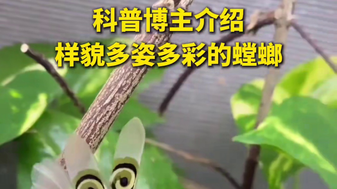 听科普博主介绍样貌多姿多彩的螳螂，网友：我唯一认识的大绿螳螂呢？