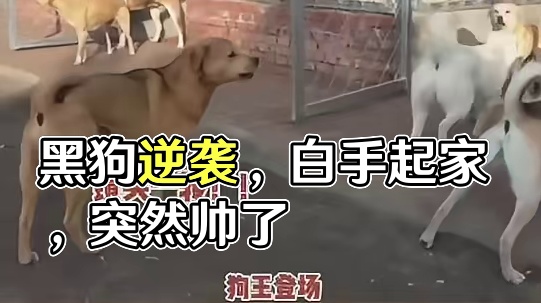 顶级血统+草根逆袭+白手起家+黑道大佬，这狗突然帅了起来！