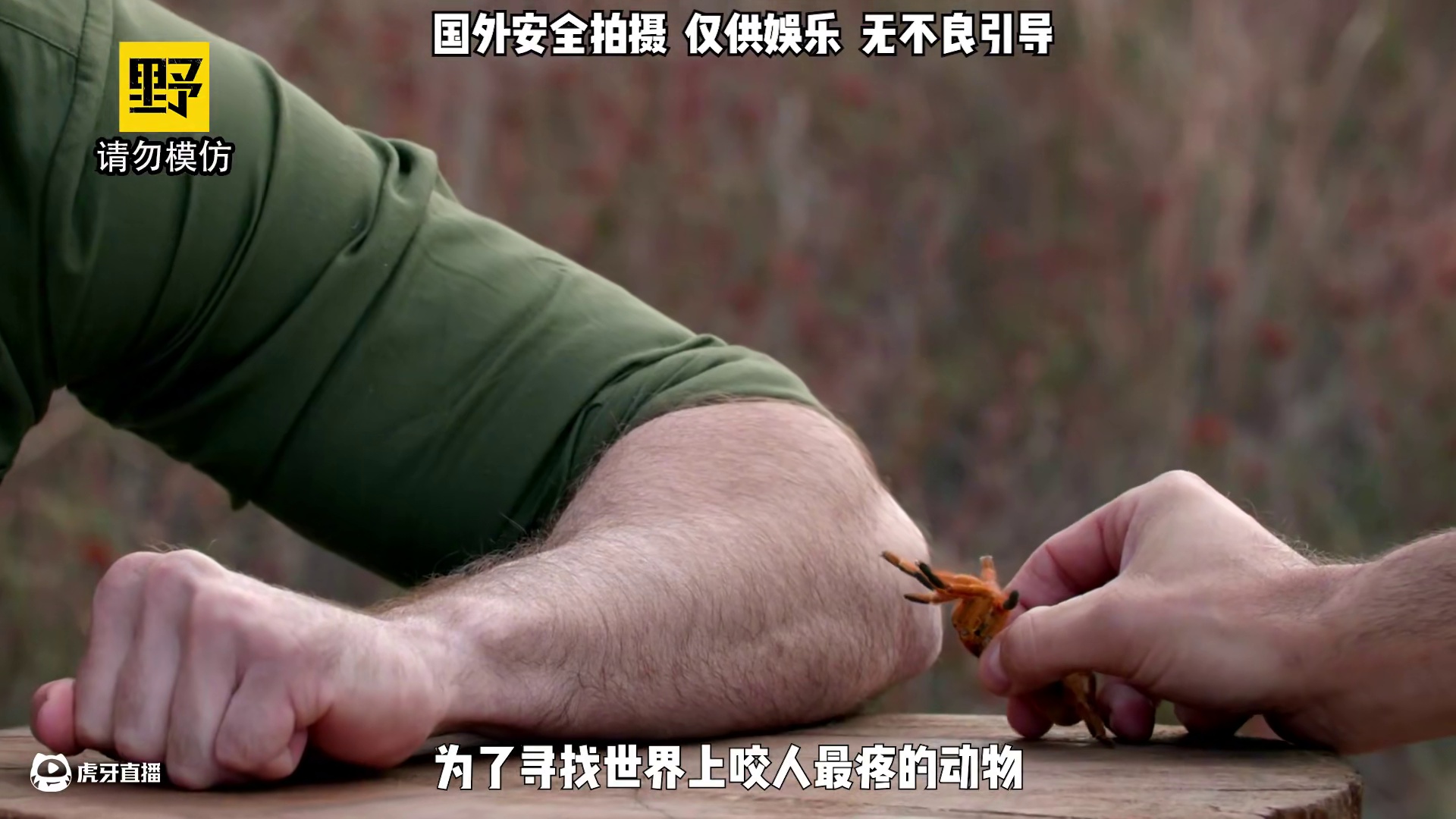 挑战被1000只红火蚁同时攻击！ #整活 #疼痛之王 #老外真会玩