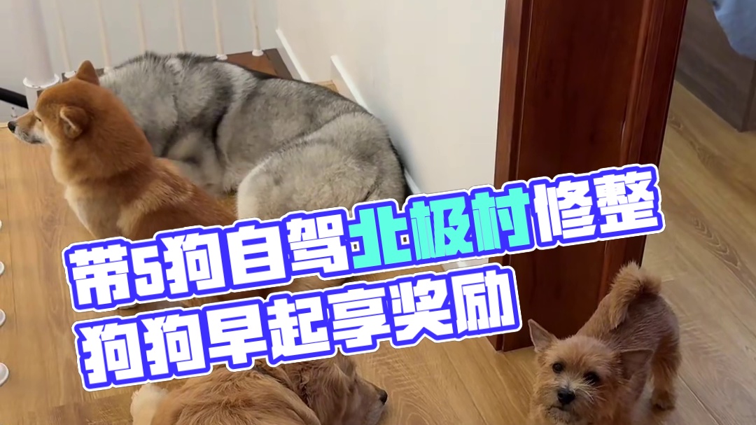 2人带5狗从北京自驾到东三省旅行的第十天 终于出内蒙啦！今天咱们到漠河北极村~今天总体修整~已经感觉