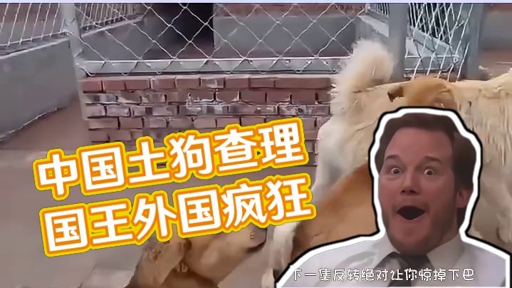 让外国人疯狂的中国土狗查理国王。