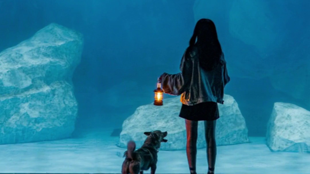 迟到的跟风
说来惭愧，在郑州拍了这么多年宠物写真也没几张火爆全网的图
哈哈哈哈
#郑州宠物摄影 #郑