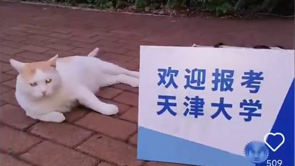 #高校猫猫招生办喊话武大抢生意  i猫人一进去就出不来了#高校招生猫猫拳 #民间招生办