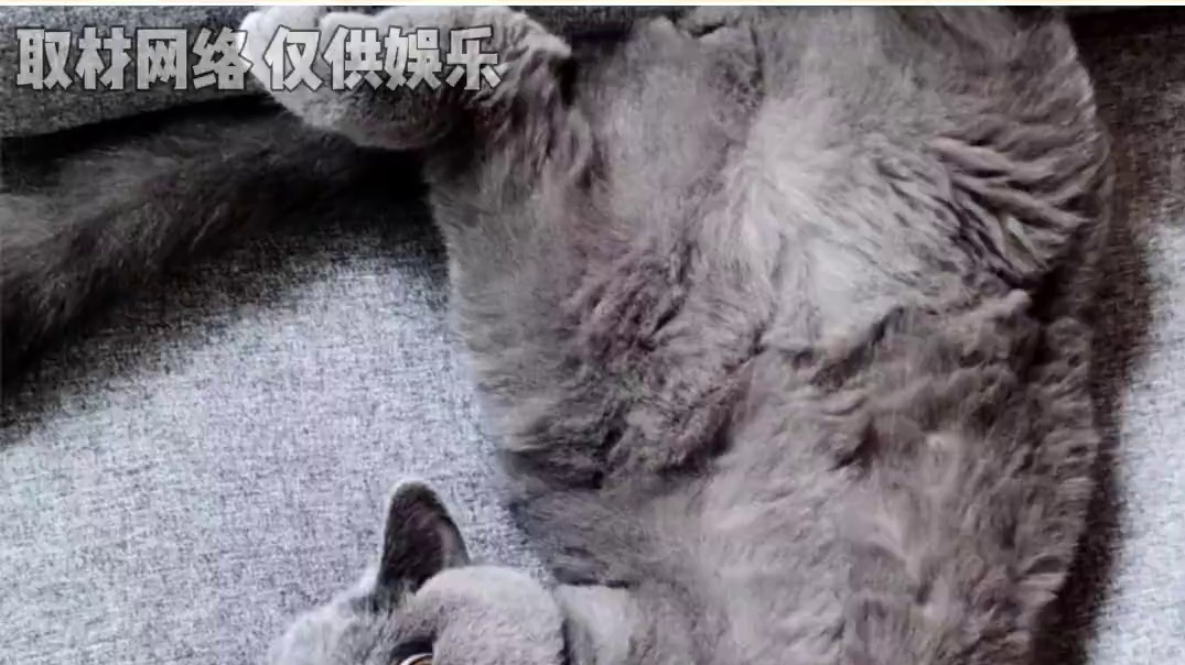 为了不上学 小猫战胜了死神 #猫咪 #万万想不到 #搞笑 #离谱