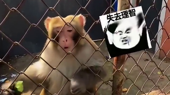 你真是把它当猴耍