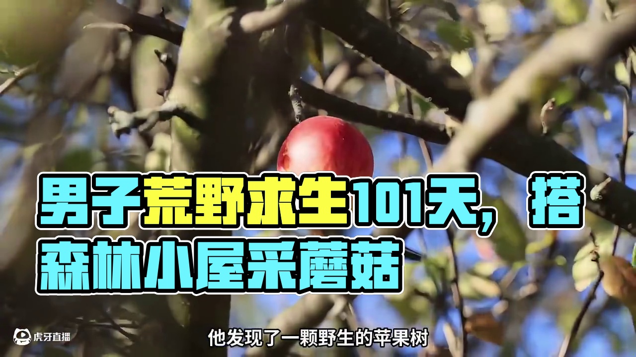 第1集：这个男人不仅做出了森林小屋，还吃上了野生炸蘑菇