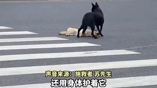 #同伴被撞死在國道中央  ，小黑狗身體護住不愿離開，網(wǎng)友：它很著急 只是說不出來