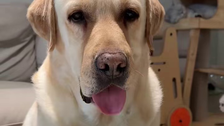 不耐烦就变歪嘴小狗 #狗狗吃饭 #狗 #拉布拉多