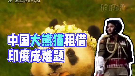 为啥我国的大熊猫，借谁都不借印度？ #大熊猫   #印度   #大熊猫福宝   #日本