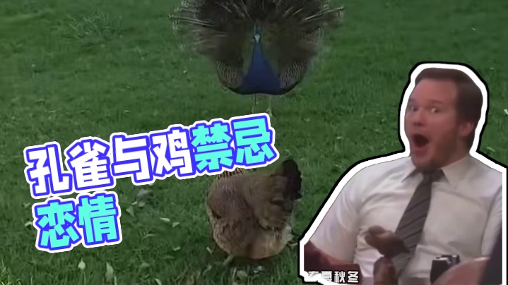 孔雀与鸡的禁忌之恋