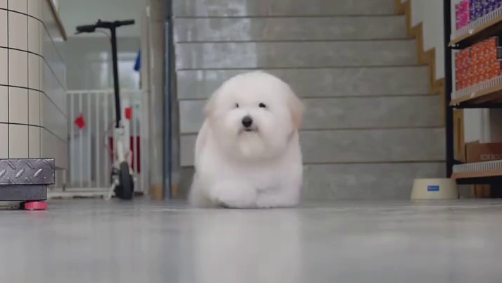 一只狗能换一辆小米su7，怪不得马路上没见过