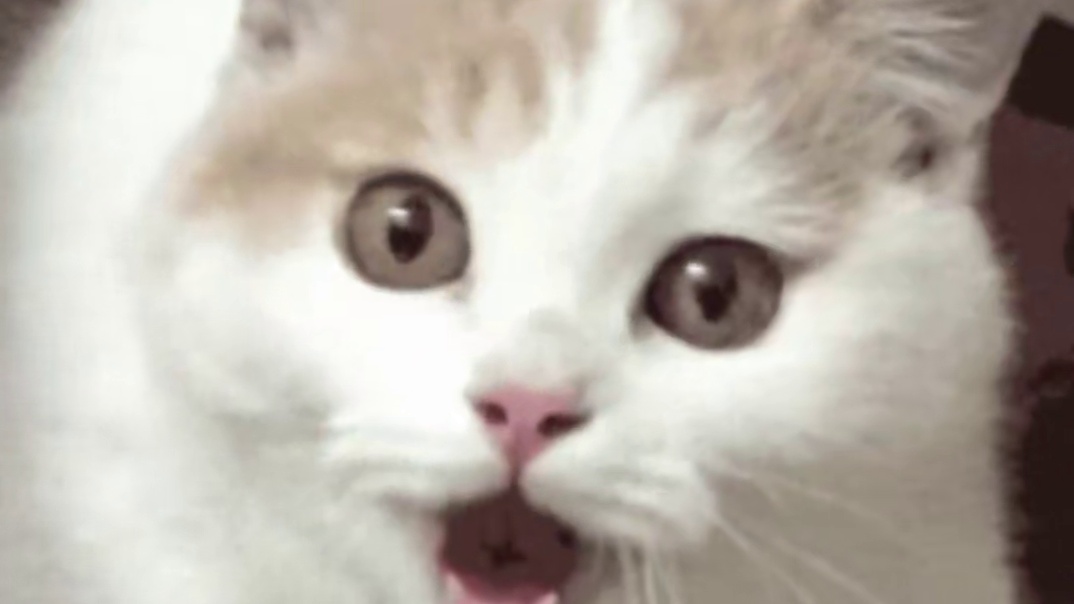 什么八哥？！那是我亲哥！ #报恩  #八哥  #动物的迷惑行为